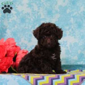 Milky Way, Toy Poodle Puppy